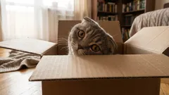 猫がなぜそれほど好奇心旺盛なのか――それは単に新しいものへの興味だけではない