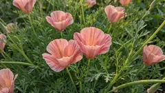 手間いらずの花壇：地面に直接種をまける花